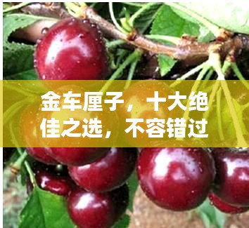 金車?yán)遄?，十大絕佳之選，不容錯過！