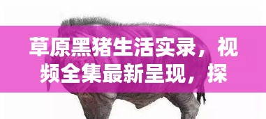 草原黑豬生活實錄，視頻全集最新呈現(xiàn)，探索黑豬草原生活的獨特魅力