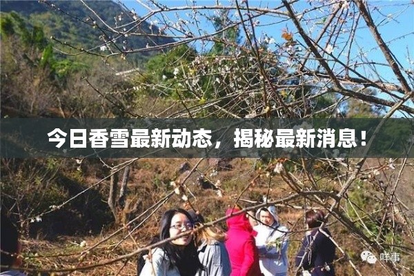 今日香雪最新動態(tài)，揭秘最新消息！
