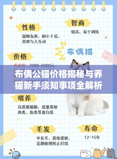 布偶公貓價(jià)格揭秘與養(yǎng)貓新手須知事項(xiàng)全解析