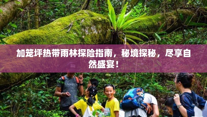 加籠坪熱帶雨林探險(xiǎn)指南，秘境探秘，盡享自然盛宴！