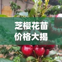 芝櫻花苗價格大揭秘，價值與種植成本全解析
