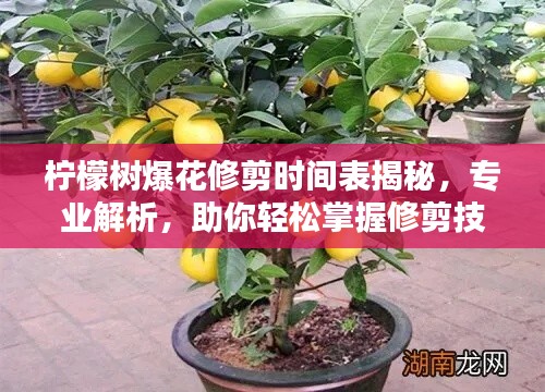 檸檬樹(shù)爆花修剪時(shí)間表揭秘，專(zhuān)業(yè)解析，助你輕松掌握修剪技巧