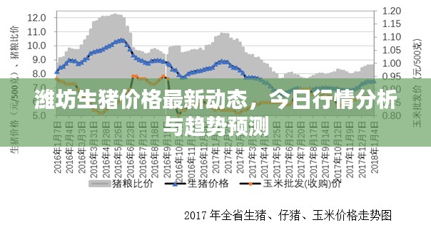 濰坊生豬價(jià)格最新動(dòng)態(tài)，今日行情分析與趨勢(shì)預(yù)測(cè)